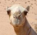 camel.jpeg